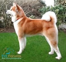 akita1.jpeg