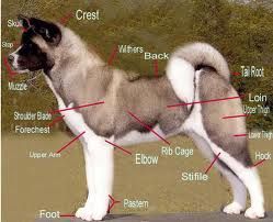 akita2.jpeg