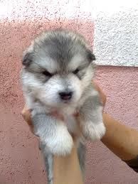 akita3.jpeg
