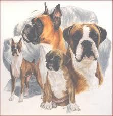 boxer4.jpeg