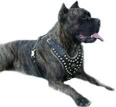 cane1.jpeg
