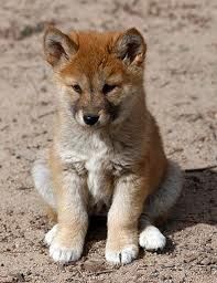 dingo1.jpeg