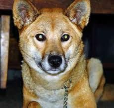 dingo2.jpeg