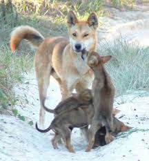 dingo3.jpeg