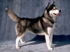 husky1.jpeg