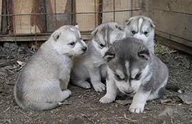 husky2.jpeg