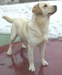 labrador1.jpeg