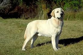 labrador2.jpeg