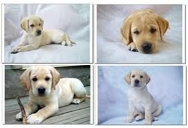 labrador3.jpeg