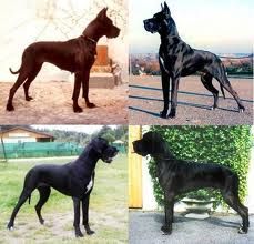 nemet_dog1.jpeg