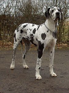 nemet_dog_3.jpg