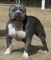 pitbull1.jpeg
