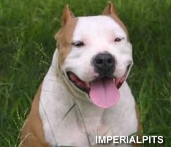 pitbull2.jpeg