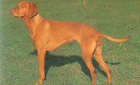 vizsla1.jpeg