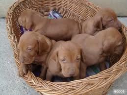 vizsla2.jpeg