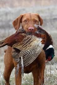 vizsla3.jpeg