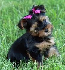 yorki1.jpeg