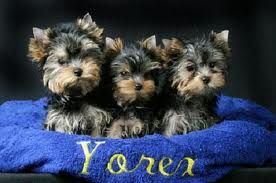 yorki2.jpeg